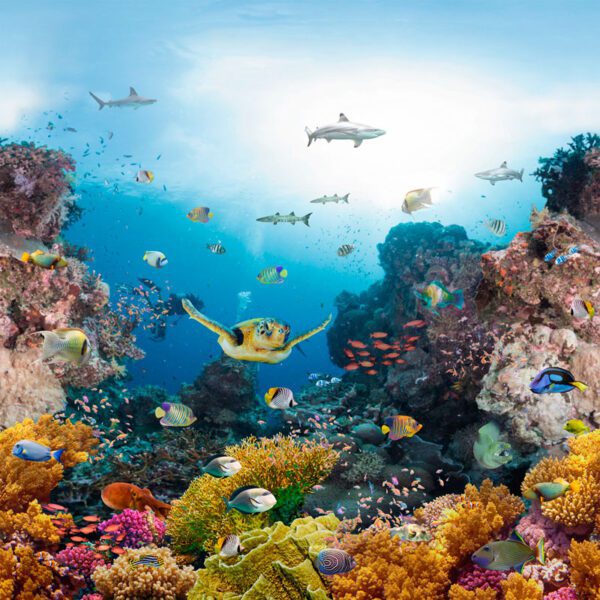 Coral Reef PSH Floor
